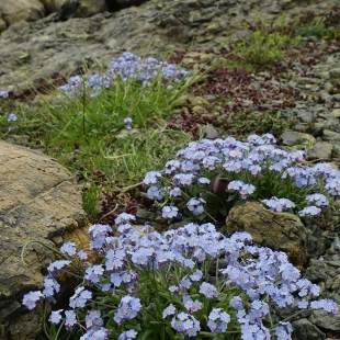 Myosotis alpestris